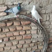 گفتر|پرنده|نگین شهر, |دیوار