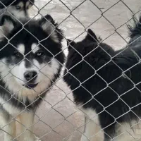 سگ هاسکی|سگ|خمینیشهر, |دیوار