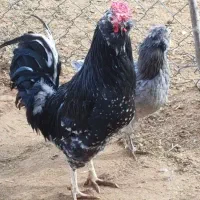 تخم نطفه دار گلین ریشی چهل تاج