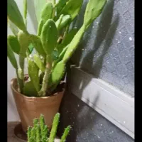 گل اپارتمان