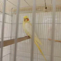 عروس هلندی|پرنده|ایذه, |دیوار