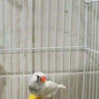 سه عد فنچ ماده