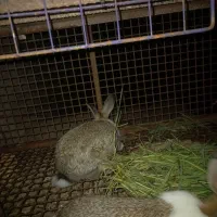 خرگوش|موش و خرگوش|رستم‌آباد, |دیوار