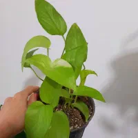 گل طبیعی|گل و گیاه طبیعی|مرودشت, قانون|دیوار