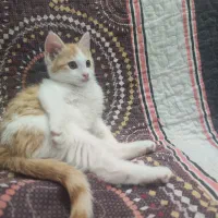 واگذاری بچه گربه دو ماه و‌نیم دختر