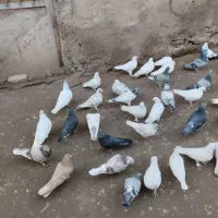 شهرستان مرند شهر یامچی روستای گلوان