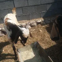 کهره|حیوانات مزرعه|بندرعباس, |دیوار