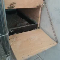 جفت مولد(تضمینی) یقه زرد ارجینال|پرنده|مرودشت, ابوذر شمالی‎|دیوار