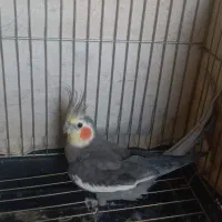 عروس هلندی نر وماده