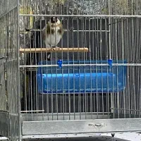 سهره بزن نردرجه یک اماده اماده