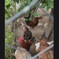 تعدادی مرغ و خروس