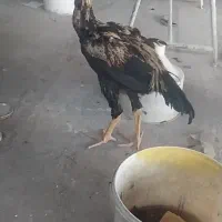 خروس لاری صابونی اصل افغان 5ماهه