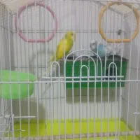 مرغ عشق