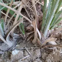 پاچول نخل گنتار