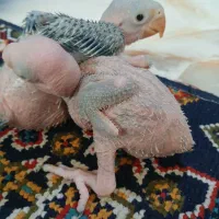 شاه طوطی با جوجه|پرنده|رشت, آب آسیاب|دیوار