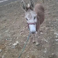 خر نر|حیوانات مزرعه|باغ ملک, |دیوار