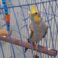 عروس هلندی نر