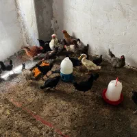 مرغ و خروس و اردک رسمی تخم گذار