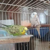 مرغ عشق|پرنده|شیروان (خراسان), |دیوار