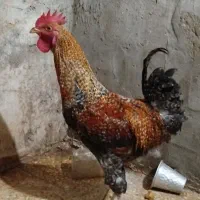 خروس جوون محلی بلند