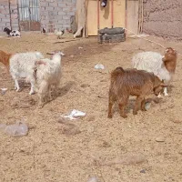 انواع گوسفند|حیوانات مزرعه|بم, |دیوار