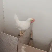 فروش نیمچه خروس