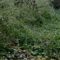 یک-قطعه-زمین-زراعی-دیوار-کشی-شده