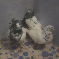 ۳عددکبوترکله دمبی۲عددجوجه سینه ای سیاه