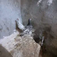 کبوتر|پرنده|کبودرآهنگ, |دیوار