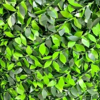 طرح برگ پرتقالی فنس پر تراکم