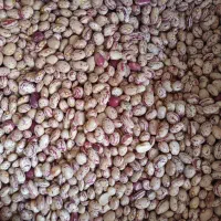 لوبیا چیتی وقرمز