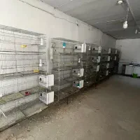 فروش قفس مناسب طوطی سانان به تعداد بالا یکجا فروش