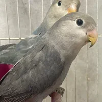 کوتوله برزیلی|پرنده|مشهد, هنرستان|دیوار