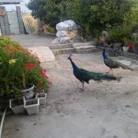 طاووس بالغ نر