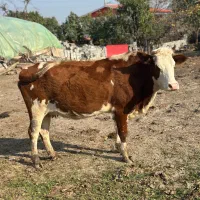 فروش گاو و گوساله وتلیسه|حیوانات مزرعه|چمستان, |دیوار