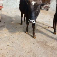 گوساله نر محلی یک سال