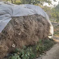 مخلوط علف و یونجه