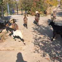 فروش بز وبزغاله