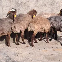 بره ماده