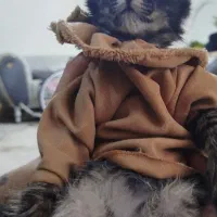 واگذاری بچه بریتیش فوری