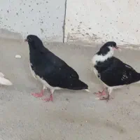 جوجه کبوتر