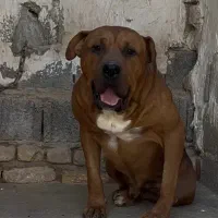 سگ بولی پیتبول پیت بول بولی XL و کلاسیک|سگ|مرودشت, بیست متری بیمارستان|دیوار