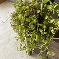 انواع هویاهای گلدار و آویز