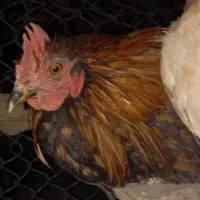 فروشی|حیوانات مزرعه|داراب, |دیوار