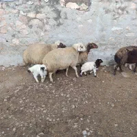 سه راس گوسفندوبره