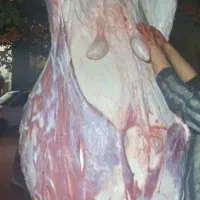 شکسته افتاده خرید فروش گاو گوساله گوسفند
