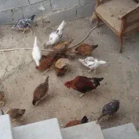 مرغ و خروس محلی