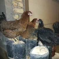 مرغتخم گزار و خروس