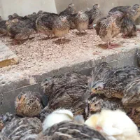 جوجه بلدرچین 20 تا 30  روزه فقط و فقط 48 هزارتومان