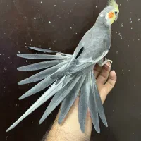 عروس هلندی نر سینامون لوتینو آلبینو بالغ|پرنده|تهران, شکوفه (عبدل آباد)|دیوار